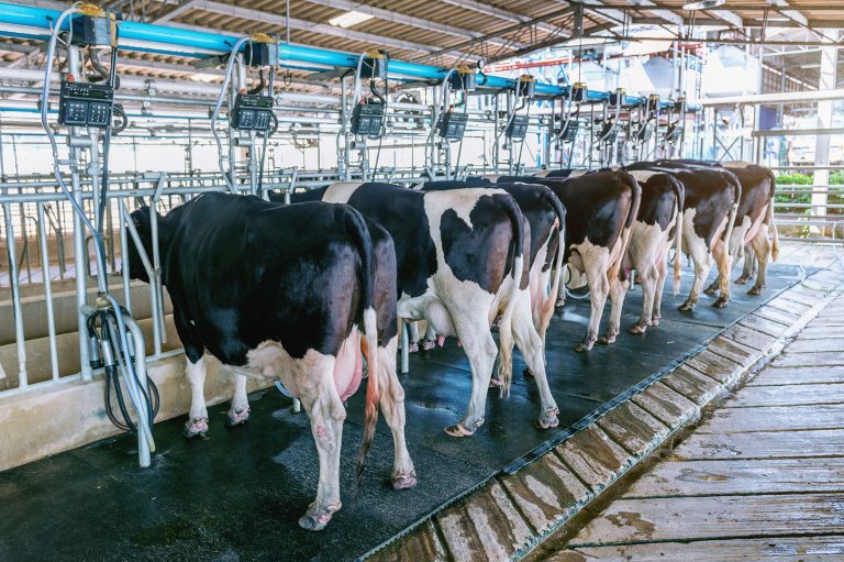 Projeto de lei cria programa federal para valorizar pecuária leiteira