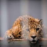 Projeto de Lei proíbe funcionamento de zoológicos no Brasil